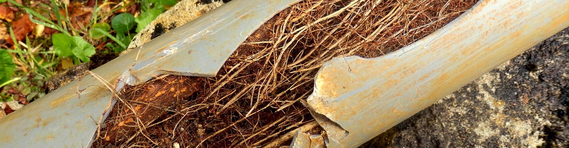 Damaged sewer pipe with roots causing blockages and leaks.